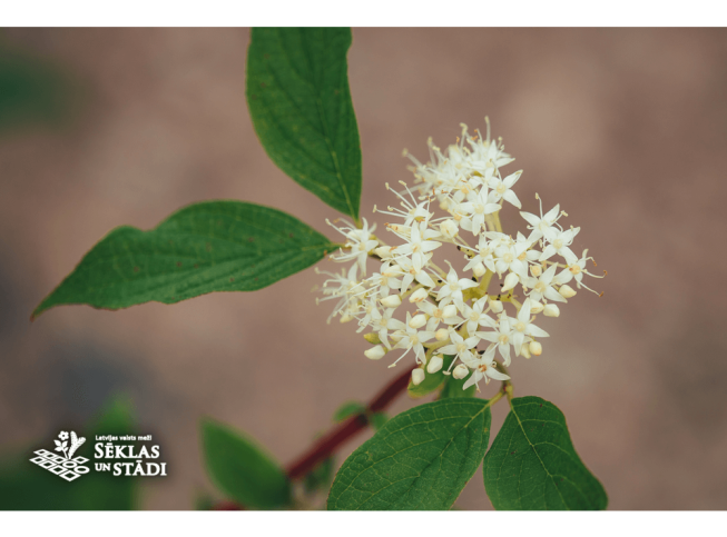 Cornus alba    'Sibirica'